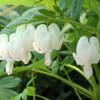 Dicentra spectabilis 'Alba' (050427)