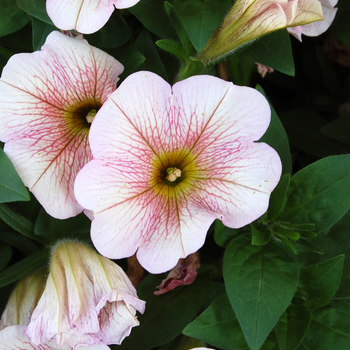 Petunia Sweetunia® 'Caramello' (050451)