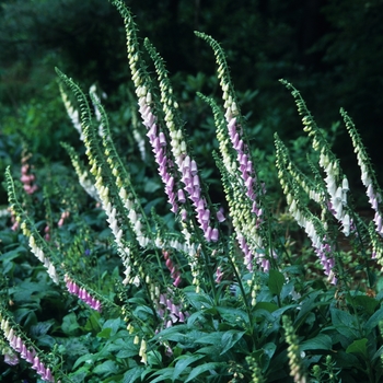 Digitalis purpurea '' (050453)