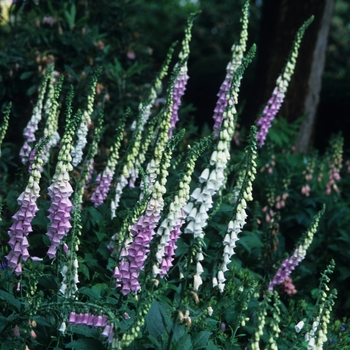 Digitalis purpurea '' (050454)