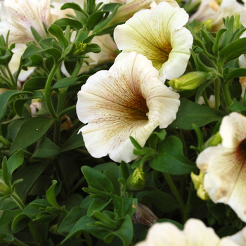 Petunia Sweetunia® 'Royal Creme' (050455)