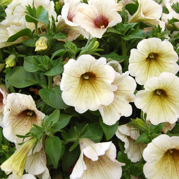 Petunia Sweetunia® 'Royal Creme' (050456)