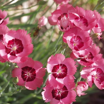 Dianthus caryophyllus 'Vienna Mischung' (050459)