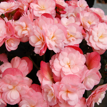 Begonia x hiemalis Dragone 'Champagne' (050460)