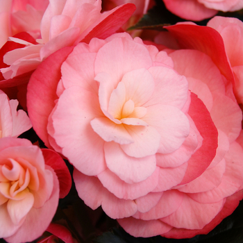 Begonia x hiemalis Dragone 'Champagne' (050461)