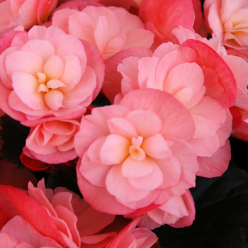 Begonia x hiemalis Dragone 'Champagne' (050462)