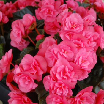 Begonia x hiemalis Dragone 'Pink Hope' (050463)