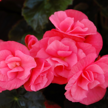 Begonia x hiemalis Dragone 'Pink Hope' (050464)