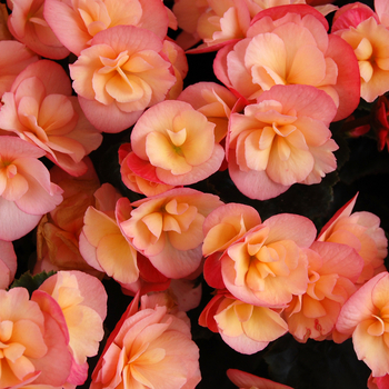 Begonia x hiemalis Dragone 'Sunset' (050467)