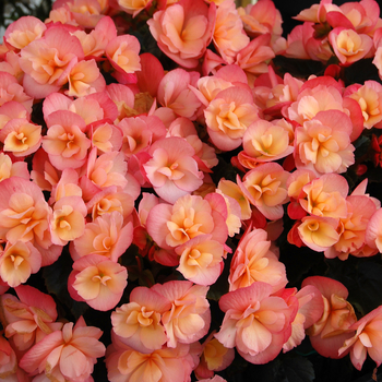 Begonia x hiemalis Dragone 'Sunset' (050468)