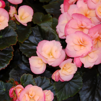 Begonia x hiemalis Dragone 'Sunset' (050470)