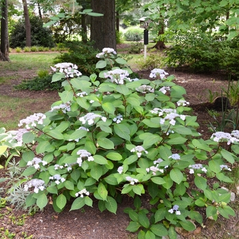 Hydrangea macrophylla 'Lady in Red' (050472)