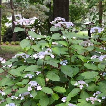 Hydrangea macrophylla 'Lady in Red' (050473)