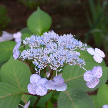 Hydrangea macrophylla 'Lady in Red' (050474)