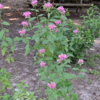 Monarda didyma 'Grand Marshall™' (050477)