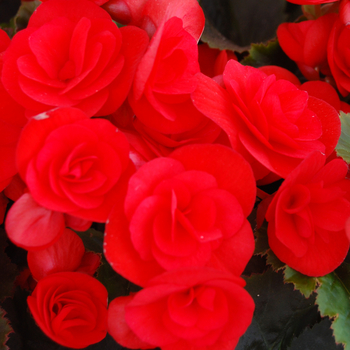 Begonia x hiemalis Dragone 'Carmine' (050479)