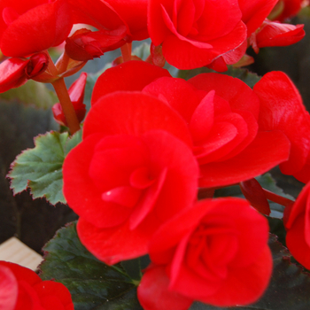 Begonia x hiemalis Dragone 'Carmine' (050481)