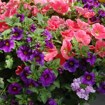 Petunia 'Atlantic Catch' (050486)