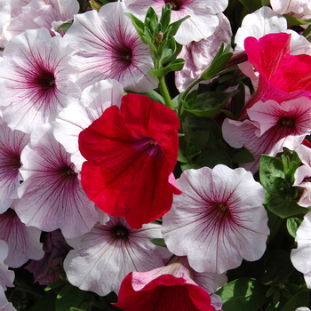 Petunia 'Peppermint Surprise' (050492)