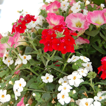 Petunia 'Pismo Beach' (050494)