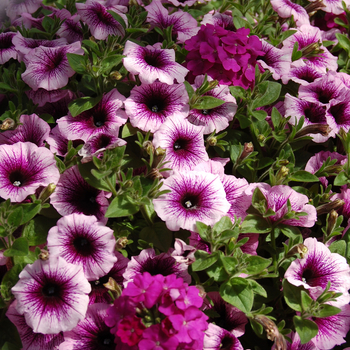 Petunia 'Purple Cleopatra' (050495)