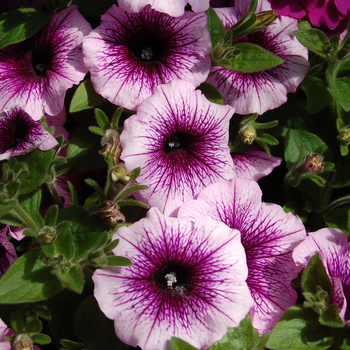 Petunia 'Purple Cleopatra' (050496)