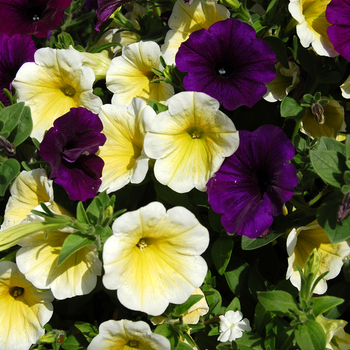 Petunia 'Spring' (050503)