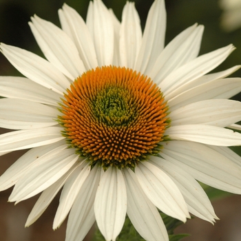 Echinacea purpurea Prairie Pillars™ 'Fragrant Angel' (050505)