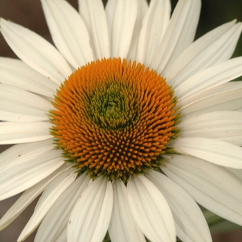 Echinacea purpurea Prairie Pillars™ 'Fragrant Angel' (050506)