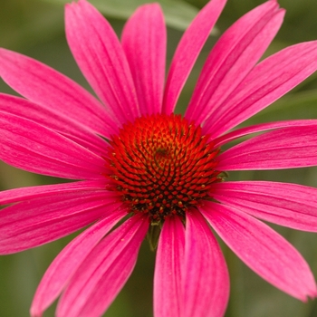 Echinacea purpurea 'Ruby Star (Rubinstern)' (050524)