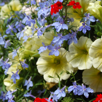 Petunia 'Water Colours' (050529)