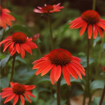 Echinacea purpurea Big Sky™ 'Sundown™' (050531)