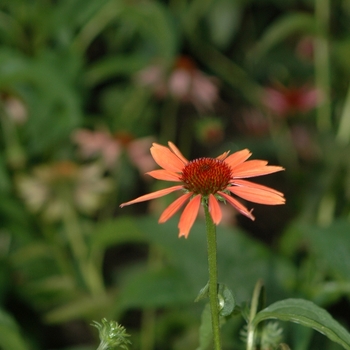 Echinacea purpurea Big Sky™ 'Sundown™' (050532)