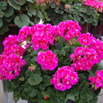 Pelargonium x hortorum 'Savannah Hot Pink Sizzle' (050556)