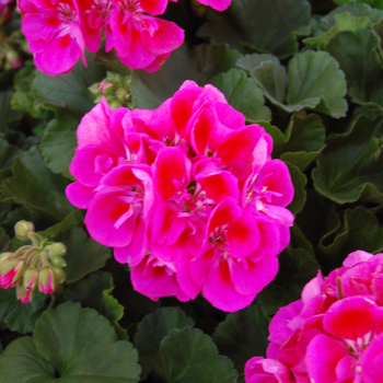 Pelargonium x hortorum 'Savannah Hot Pink Sizzle' (050557)