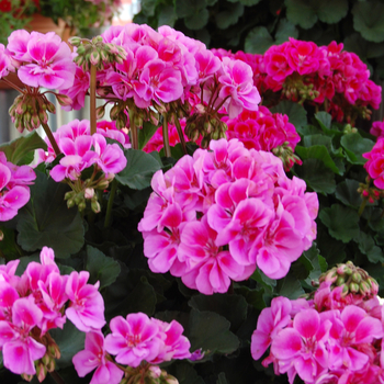 Pelargonium x hortorum 'Savannah Lavender Splash' (050559)