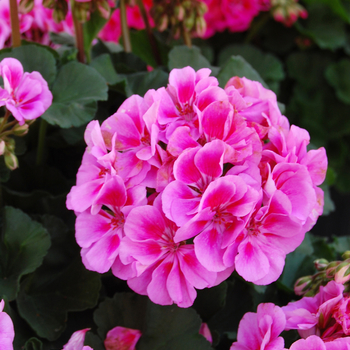 Pelargonium x hortorum 'Savannah Lavender Splash' (050560)