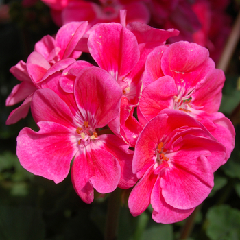 Pelargonium x hortorum 'Savannah Light Salmon' (050562)