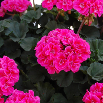 Pelargonium x hortorum 'Savannah Light Salmon' (050564)