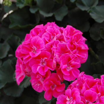 Pelargonium x hortorum 'Savannah Light Salmon' (050565)