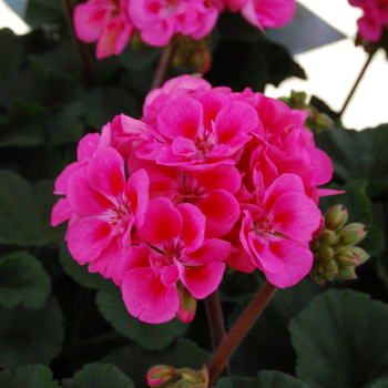 Pelargonium x hortorum 'Savannah Pink' (050568)