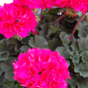 Pelargonium x hortorum 'Savannah Punch' (050570)