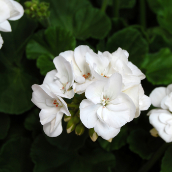 Pelargonium x hortorum 'Survivor White' (050576)