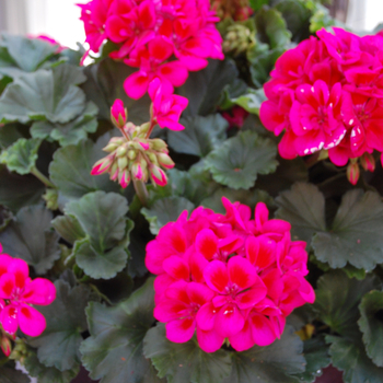 Pelargonium x hortorum 'Savannah Merlot Sizzle' (050577)