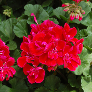 Pelargonium x hortorum 'Savannah Ruby Sizzle' (050578)