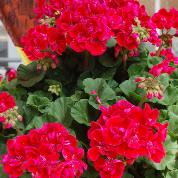 Pelargonium x hortorum 'Savannah Ruby Sizzle' (050579)