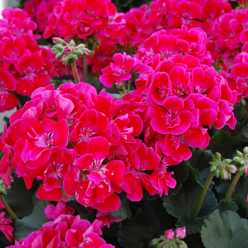 Pelargonium x hortorum 'Savannah Texmex Merlot' (050581)