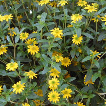 Sanvitalia procumbens 'Sunvy Super Gold' (050583)