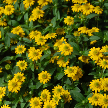 Sanvitalia procumbens 'Sunbini®' (050584)