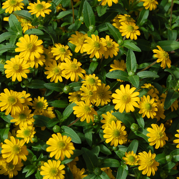 Sanvitalia procumbens 'Sunbini®' (050585)